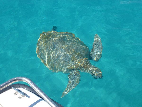 Swimming with turtles Barbados