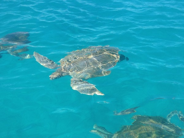 Swimming with turtles Barbados