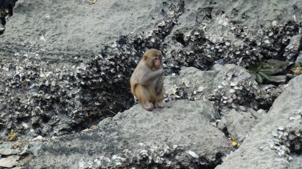 monkey in Halong Bay