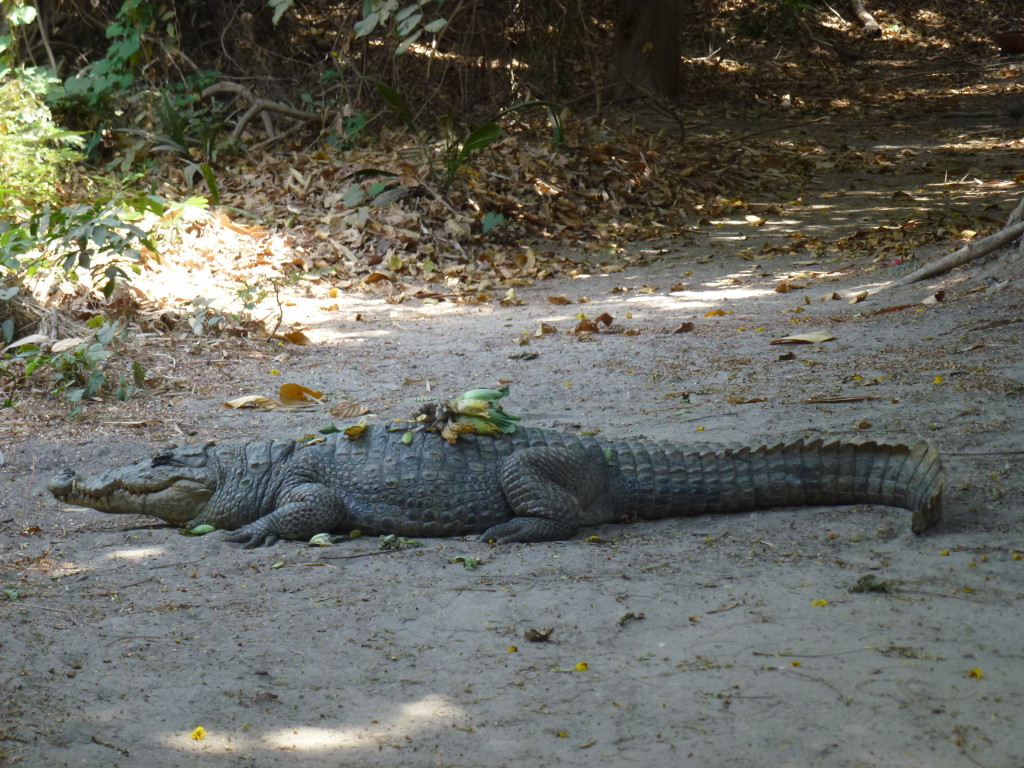 Kachikally Crocodile Pool The Gambia