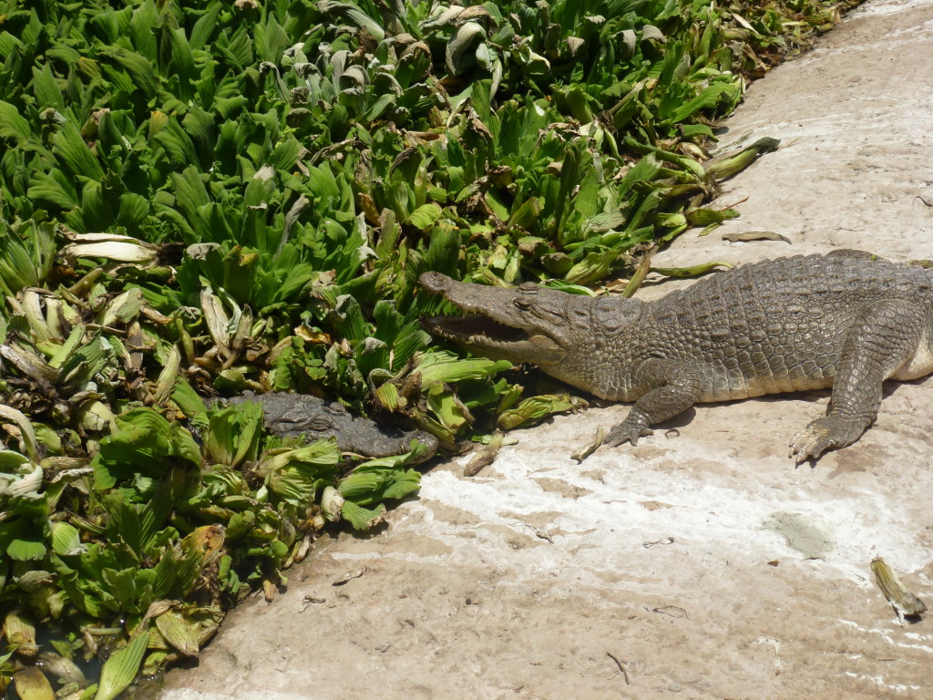 Kachikally Crocodile Pool The Gambia