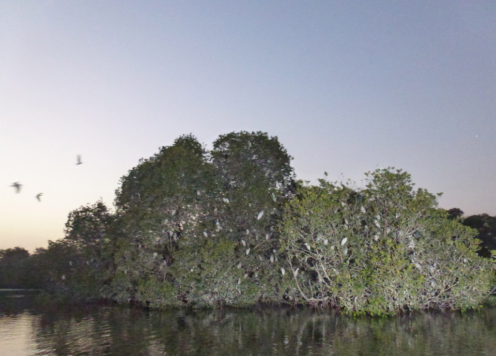 Sunset on River Gambia