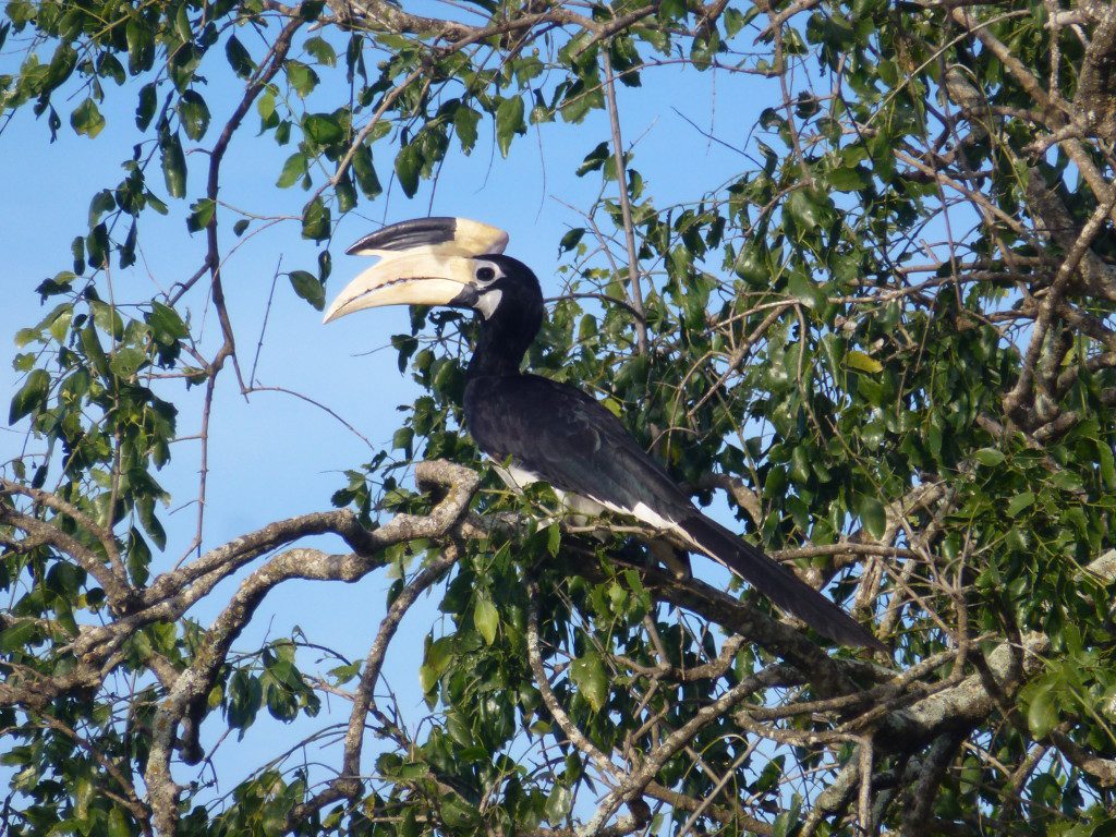 Yala National Park