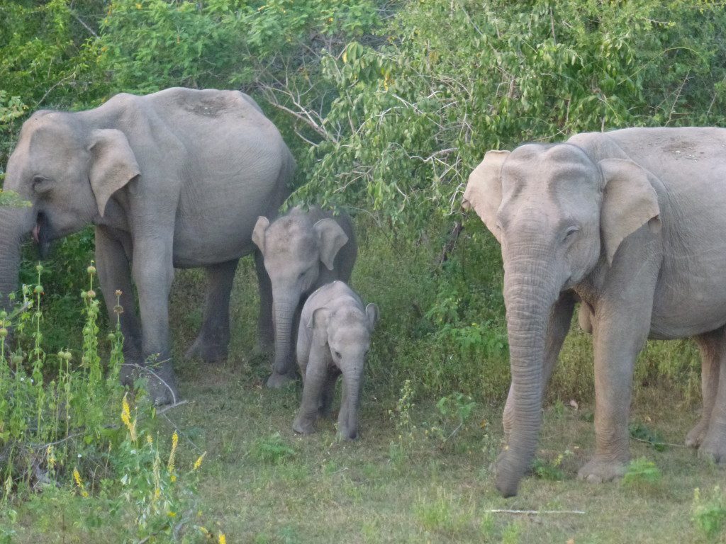 Leopard Safaris Yala National Park Sri Lanka