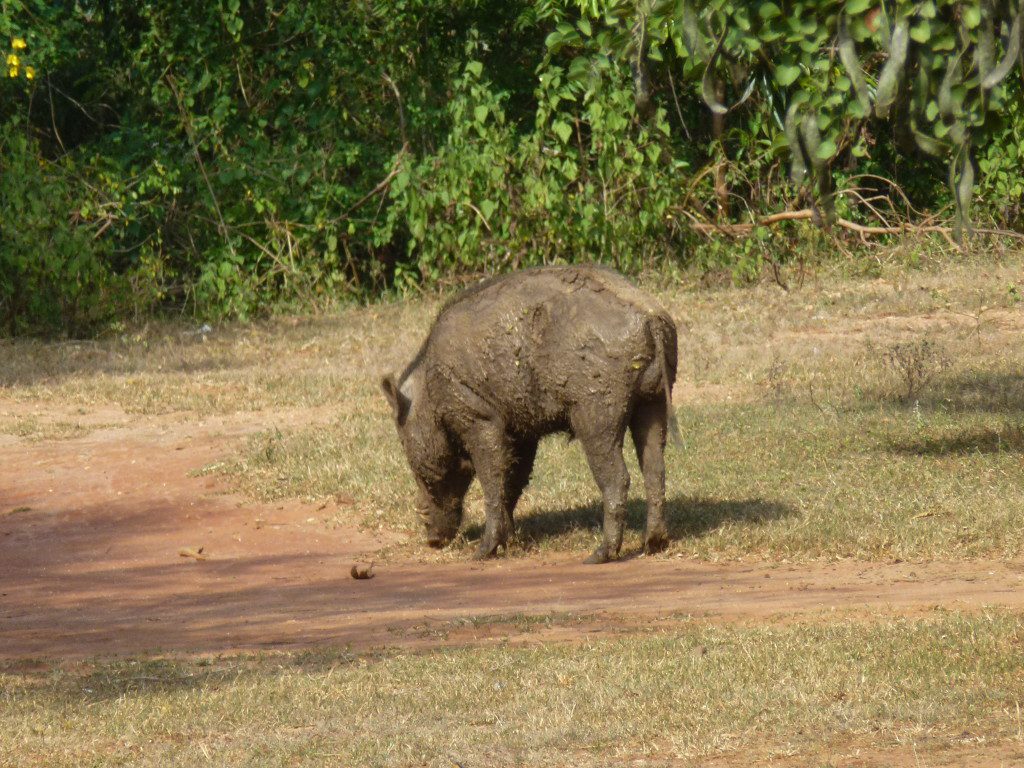 Leopard Safaris Yala National Park Sri Lanka