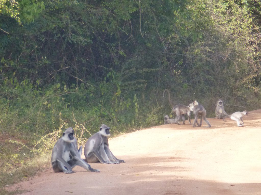 Leopard Safaris Yala National Park Sri Lanka