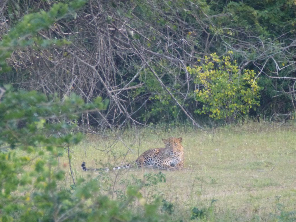 Leopard Safaris Yala National Park Sri Lanka