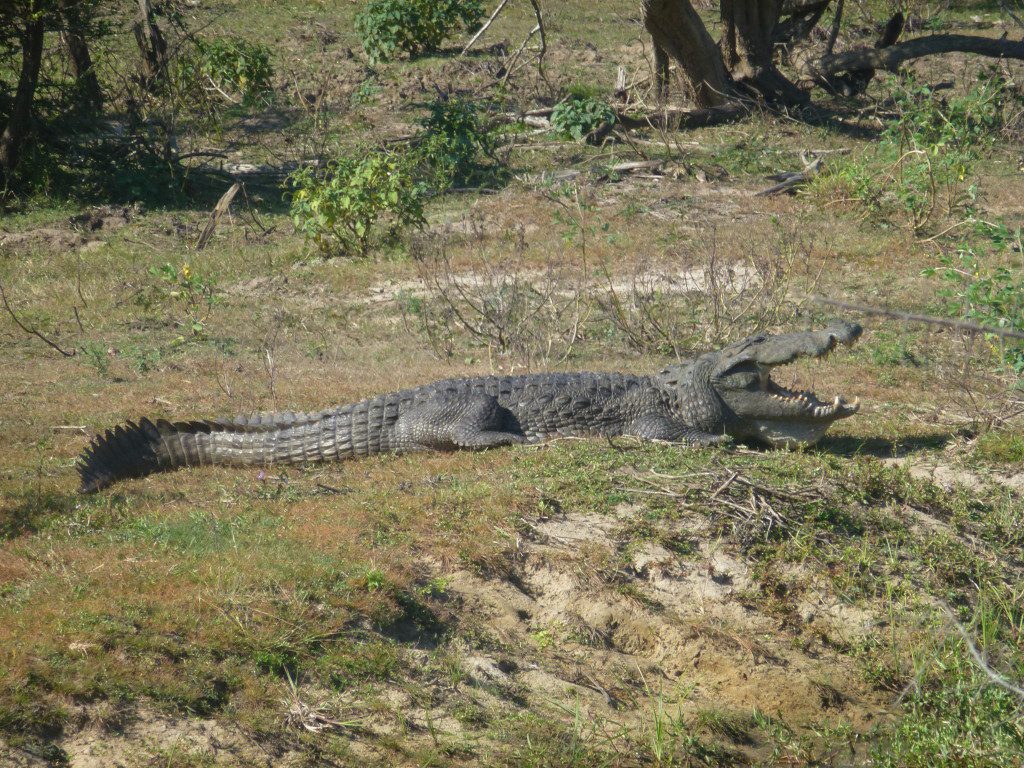 Leopard Safaris Yala National Park Sri Lanka