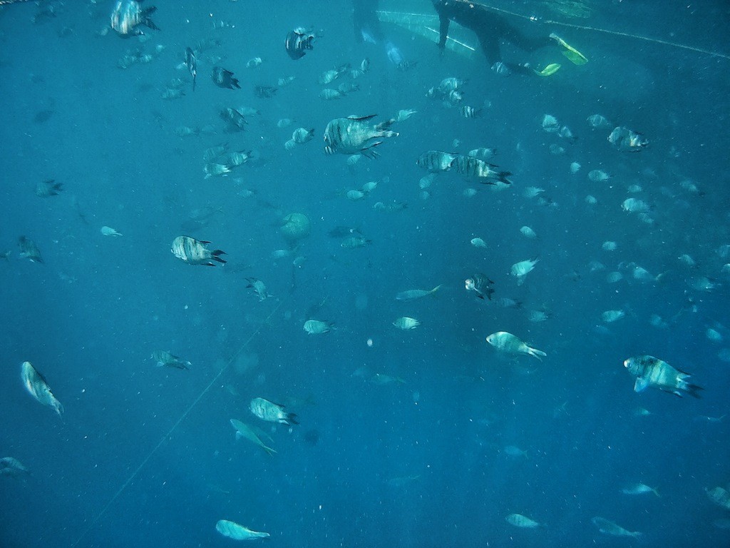 Rush hour for fishes at the Great Barrier Reef