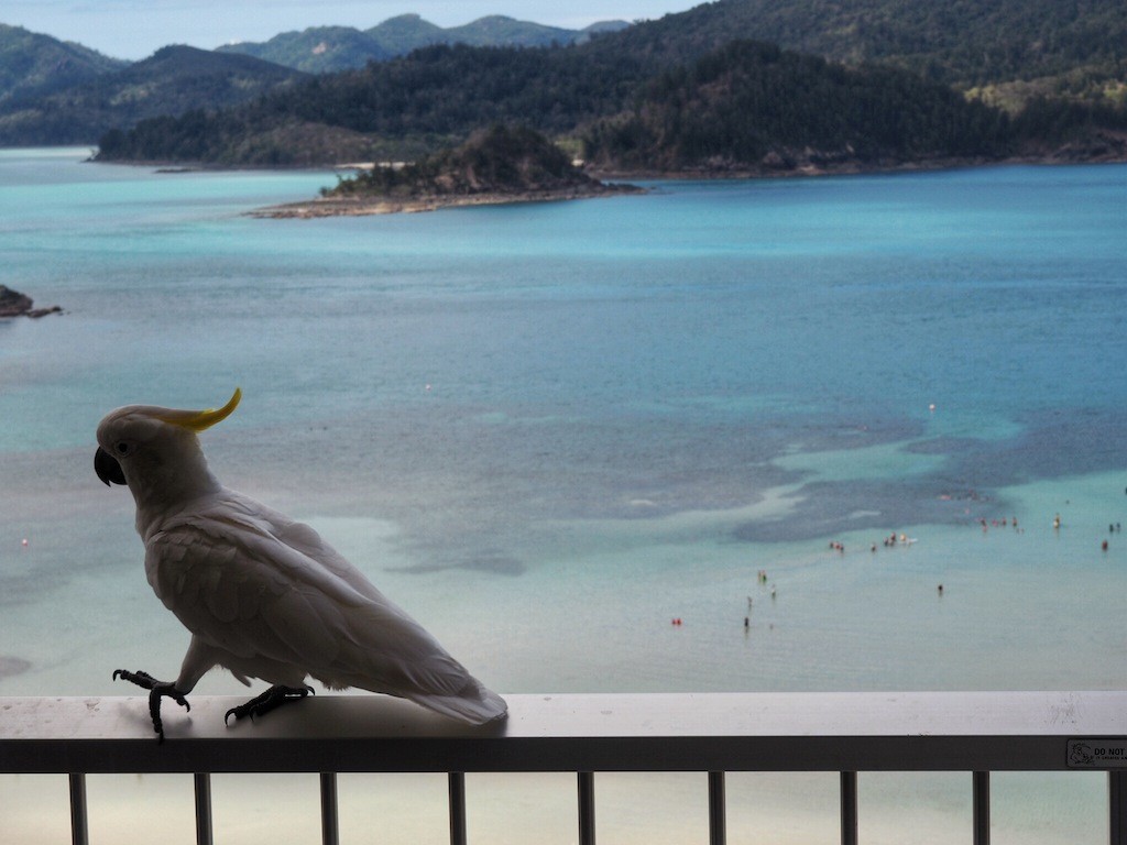 Cockatoo enjoys the view on my balcony at Reef View Hotel