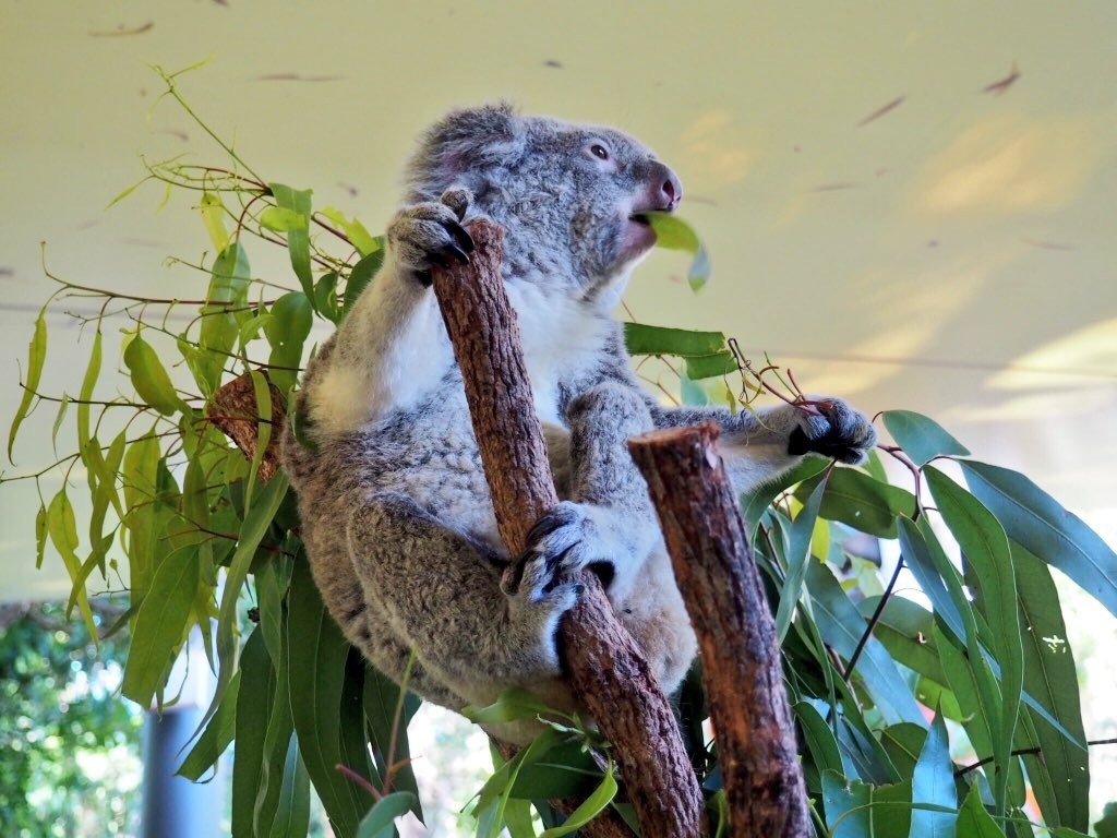 Having breakfast with Oprah (the Koala!) at WILD LIFE Koala Cafe