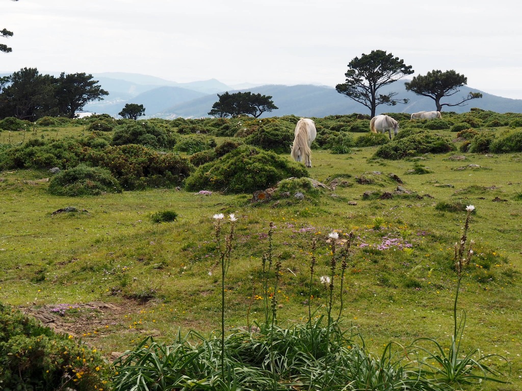 Wild horses in Galicia