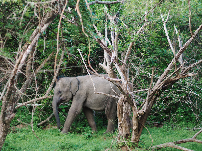 On safari in Yala National Park