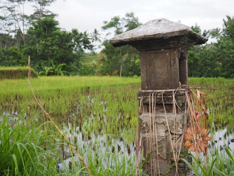 Offerings are left to the gods to ensure a good crop