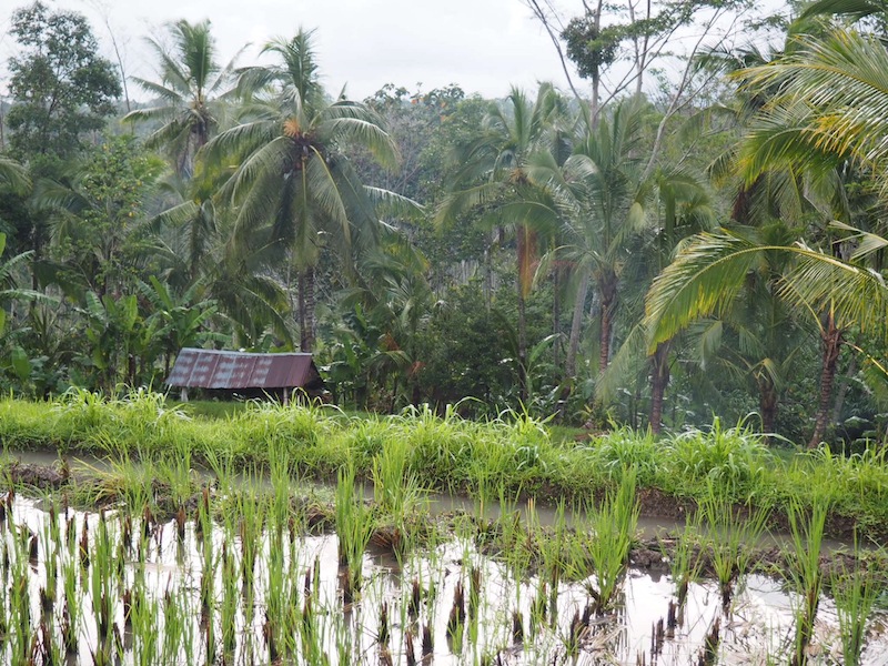 It's a scenic drive to Alila Ubud