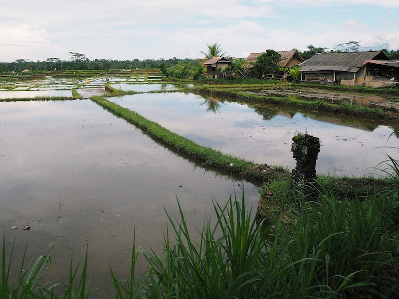 Rice fields outside Ubud