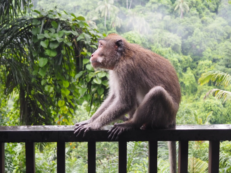 Cheeky monkey hanging out on my terrace