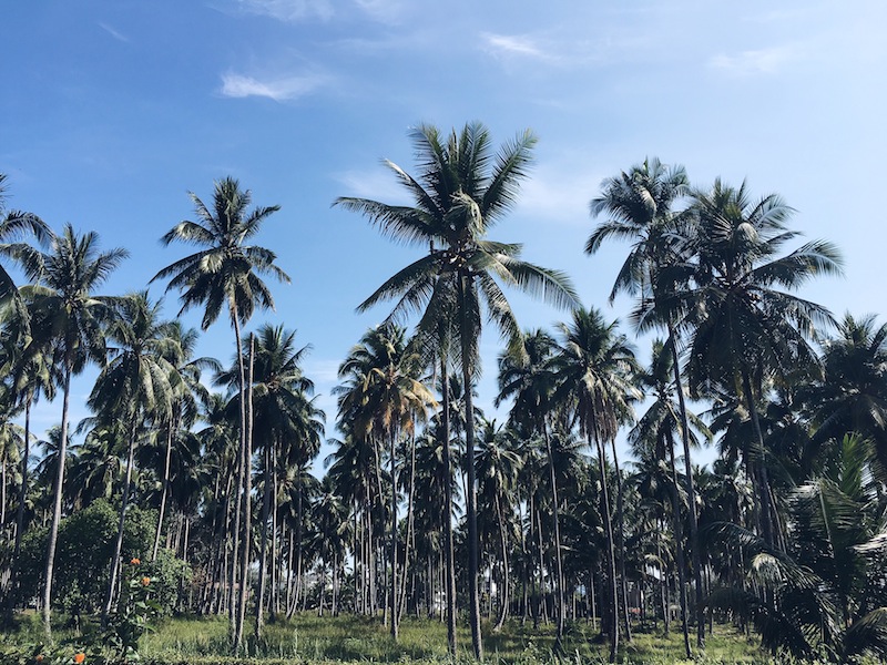 Lots of greenery in-between the hotels in Khao Lak