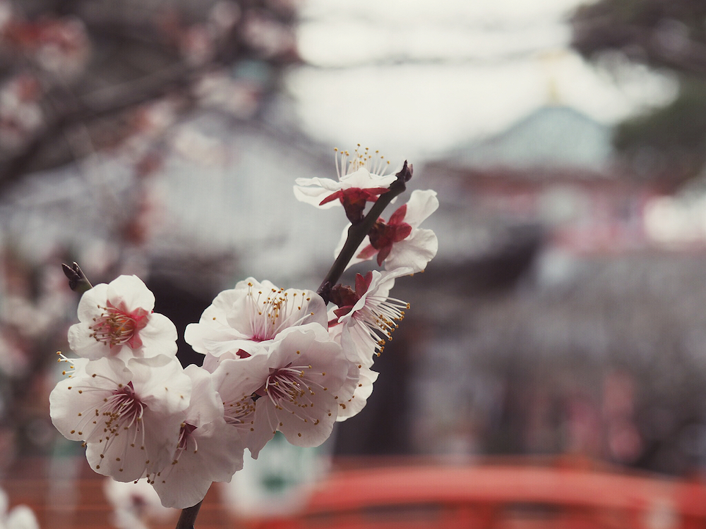 Early blooming blossom at Kimii-Dera Temple