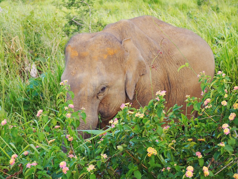 Isn't she lovely? Spotted on elephant safari in Sri Lanka