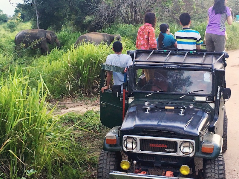 Watching an elephant herd cross the road metres from our vehicles