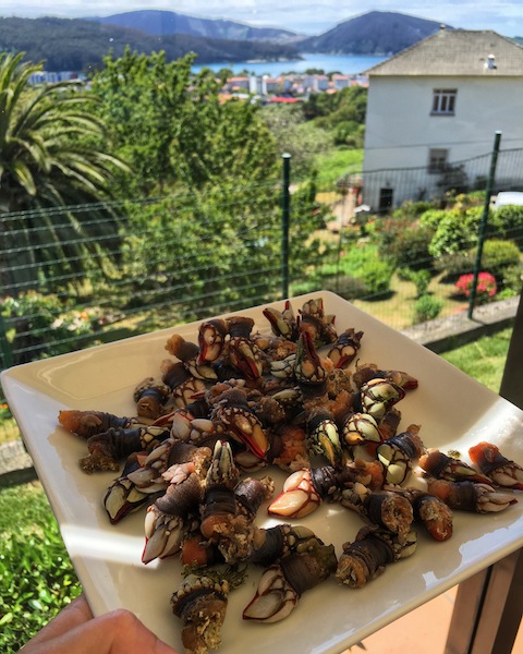 Percebes or Goose Barnacles look a little like something from the Jurassic age