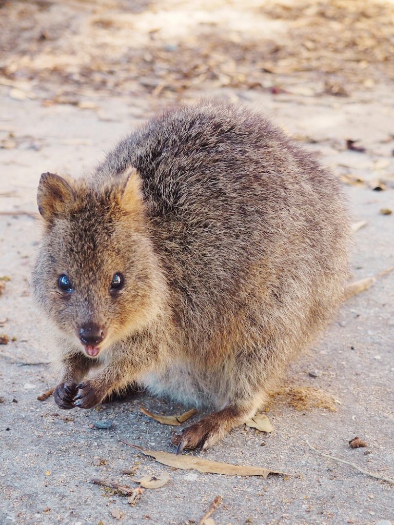 The quokka is a marsupial native to Rottnest Island WA