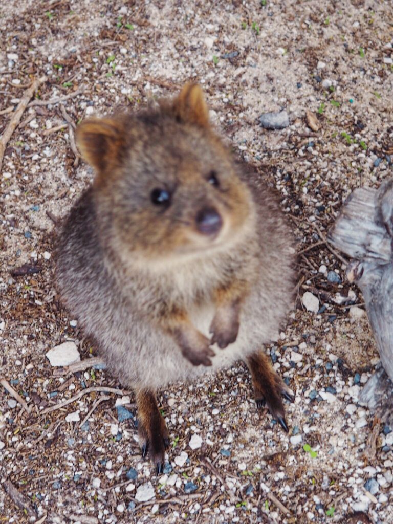 Cuddly quokka on Rottnest Island