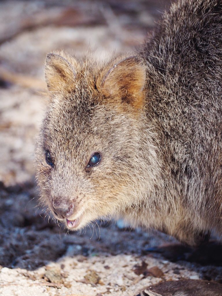 Quokka on Rottnest Island WA