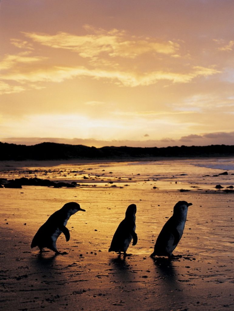 6 Road Trips From Melbourne | Best Day Trips In Victoria | Phillip Island Nature Park Victoria