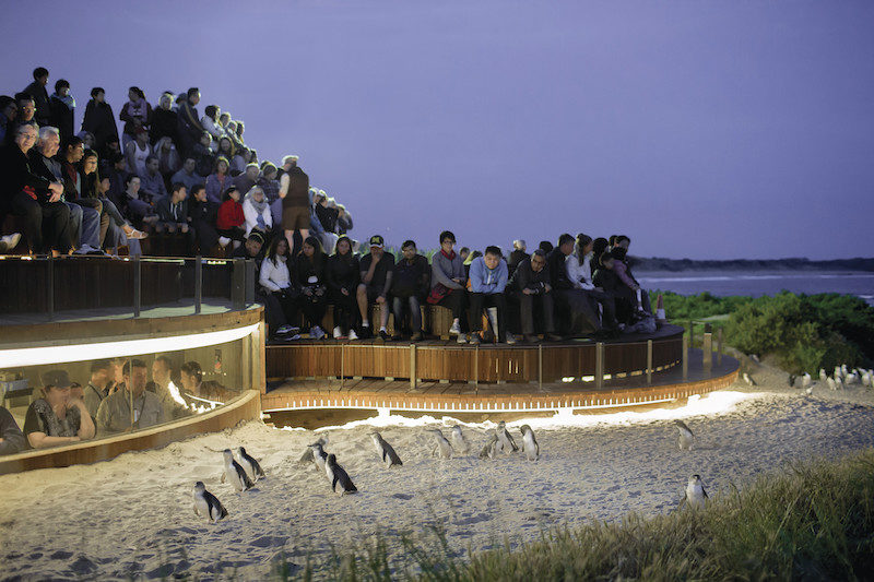 Is It Worth Visiting Phiilip Island Penguin Parade Near Melbourne?