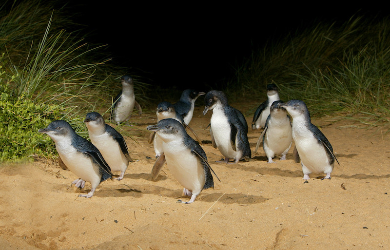 Penguins at Phillip Island