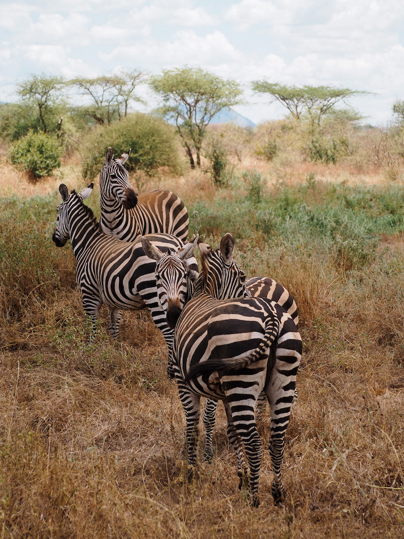 safari holidays kenya tui