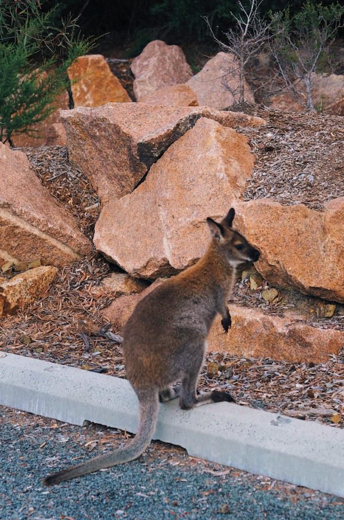 Wallaby at Wineglass Bay Lookout