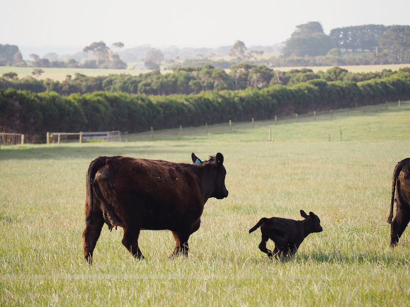 Where To Stay On Phillip Island – Bimbadeen Chic Eco Farm Retreat