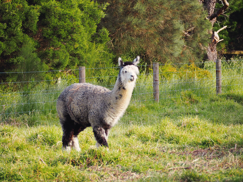 Where To Stay On Phillip Island – Bimbadeen Chic Eco Farm Retreat