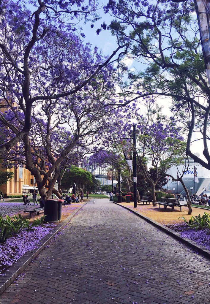 jacaranda in sydney