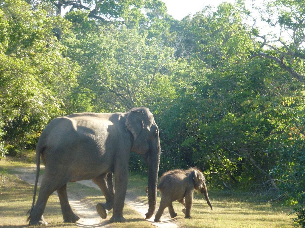 leopard safari yala national park