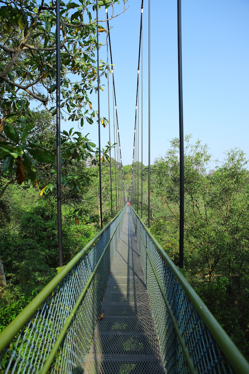 MacRitchie Treetop Walk Singapore